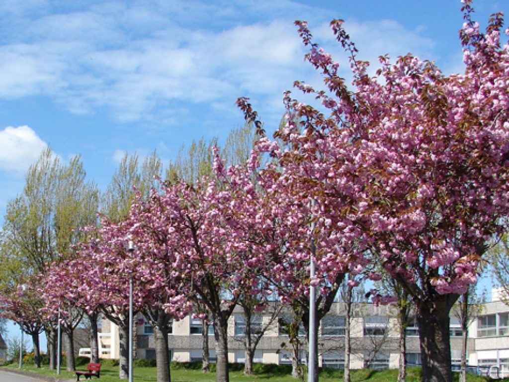 ehpad-du-centre-hospitalier-de-treguier_featured_image-1